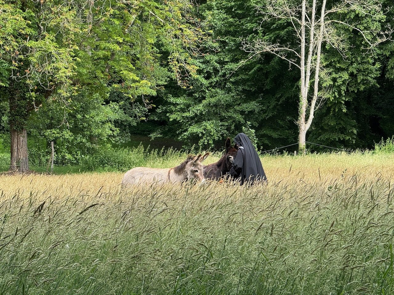 Une religieuse auprès des ânes dans les hautes herbes du pré
