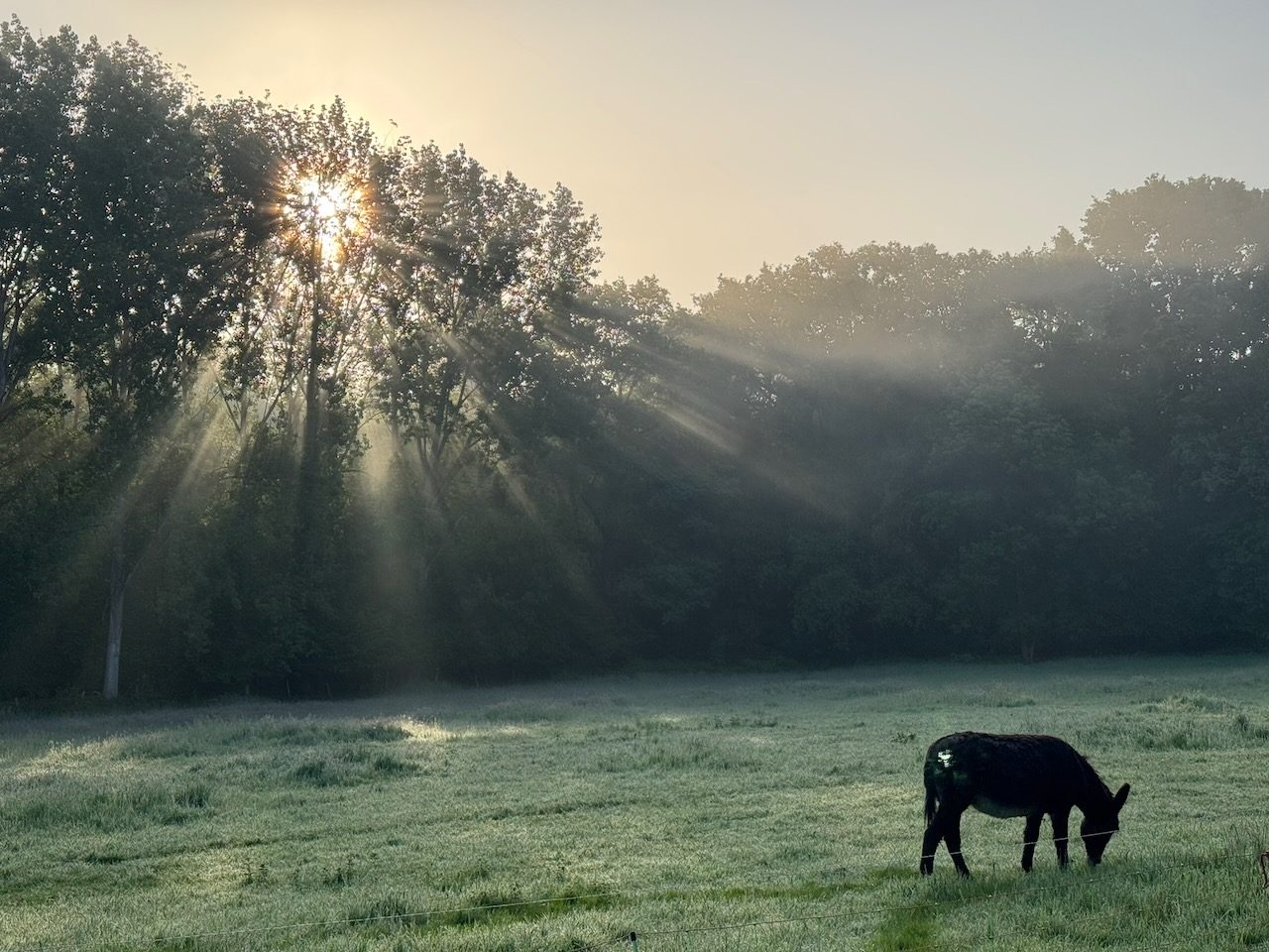Lever de soleil dans la brume sur le pré, un âne y paît
